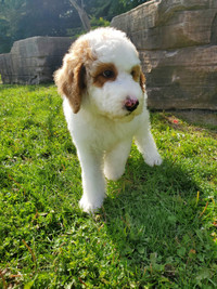 Sheepadoodle Available