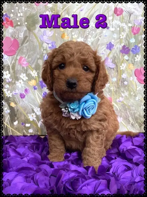 Mini-GoldenDoodle F1b Puppies available to loving homes. These pups make excellent family companions...