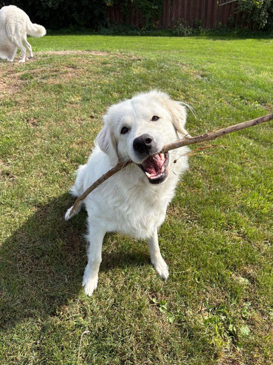 dog for rehoming | Dogs & Puppies for Rehoming | Belleville | Free ...