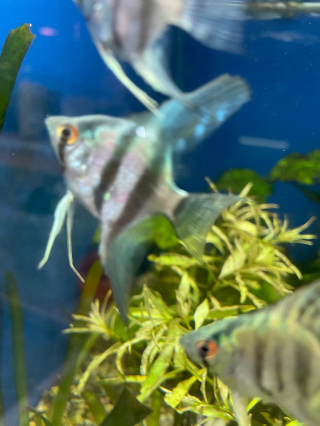 Cobalt Blue Zebra Angelfish  in Fish for Rehoming in Hamilton