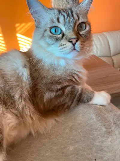 Adorable  Female Ragdoll Cat, View more