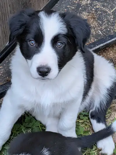 Very sweet male Border Collie Puppy, View more