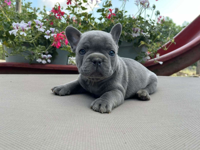 Frenchies in Dogs & Puppies for Rehoming in Richmond - Image 2