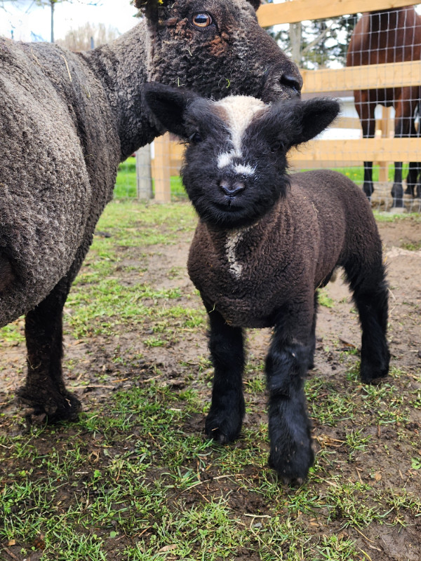 Reg Olde English Babydoll Lambs in Livestock in Chilliwack - Image 4