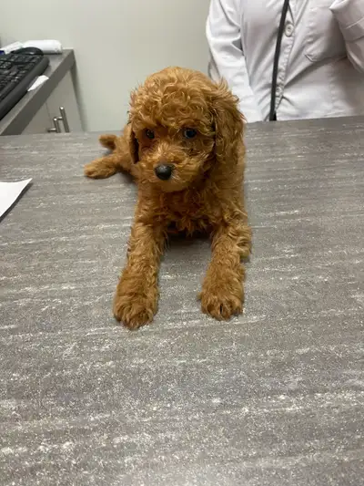 Male Toy/Miniature Poodle Puppies – Ready Today!, View more
