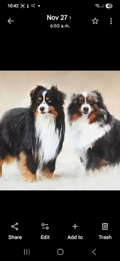 One 4 m old (Merle) & 5(Tri) month old Toy Aussie Pups, View more