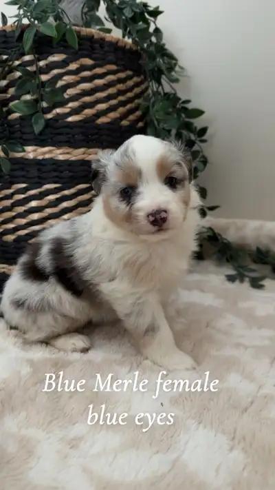 MINI AUSSIES❤️, View more