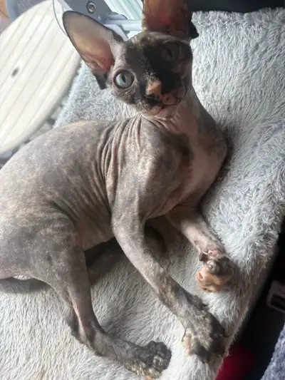 Sphynx femelle, View more