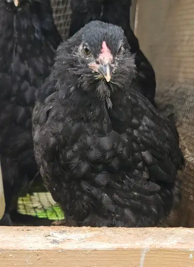 Olive Egger and Opal Legbar Pullets, View more