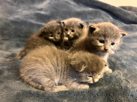 PB Russian Blue Kittens