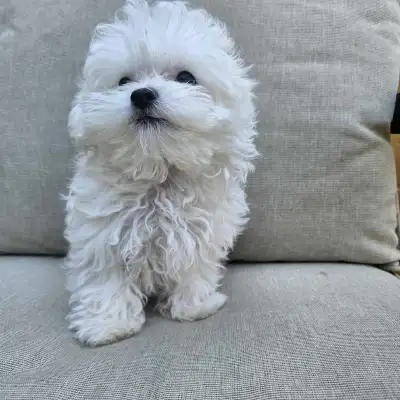 purebred Korean maltese , View more