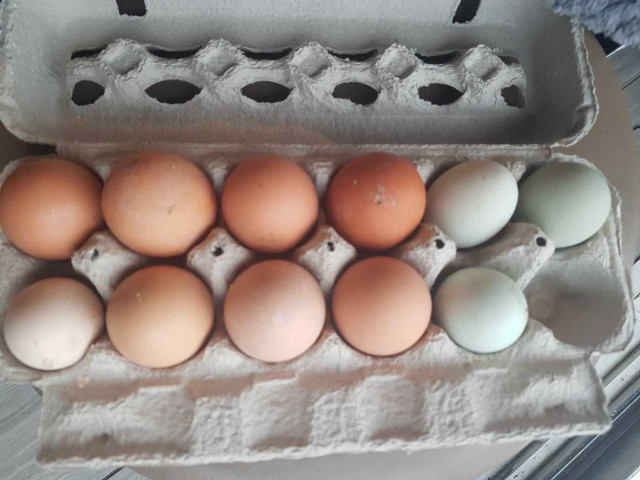 Farm fresh eggs !! in Other in Barrie - Image 4