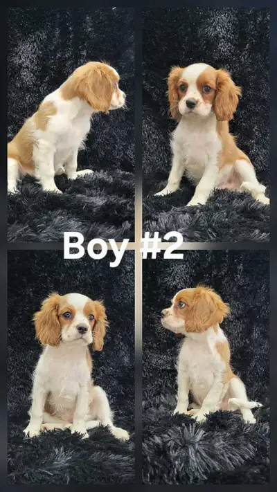 Cavalier King Charles Spaniel Puppies, View more