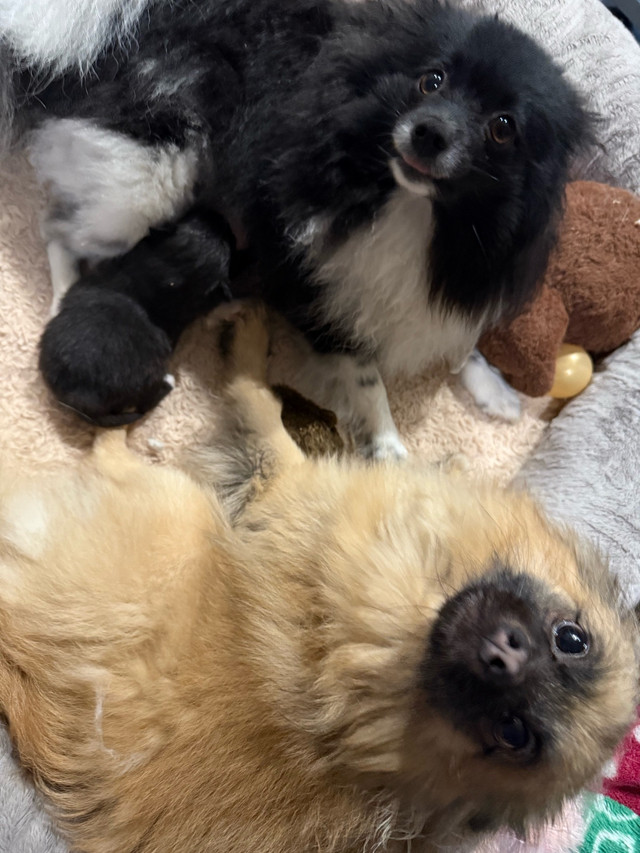 Pomeranian puppies  ready may 13 in Dogs & Puppies for Rehoming in Dartmouth - Image 4