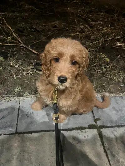 Puppy is a mini goldendoodle and he is fully vaccinated and dewormed. We will include his leash, toy...