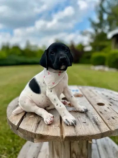 German Shorthair Pointer Puppies, View more
