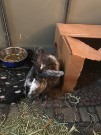 Two rabbits for sale 