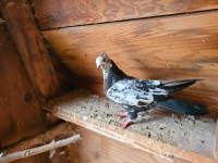 Iranian highflier pigeons