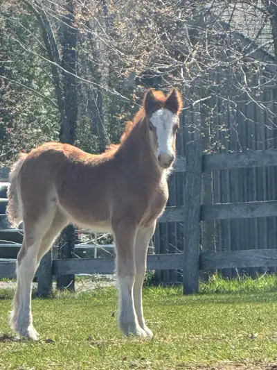  Gypsy Vanner Philly , View more