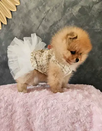 SOLD Exquisite tiny Pomeranian, View more