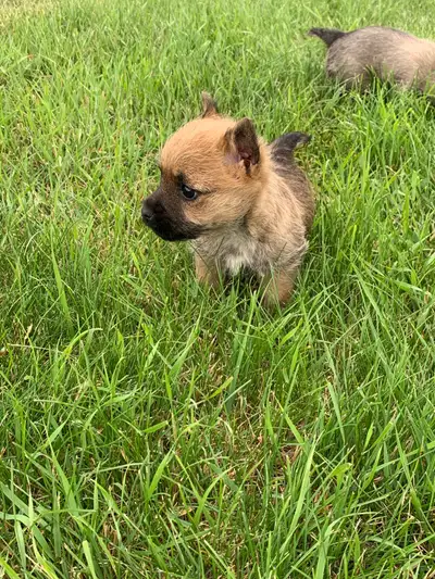 Male Cairn Terriers, View more