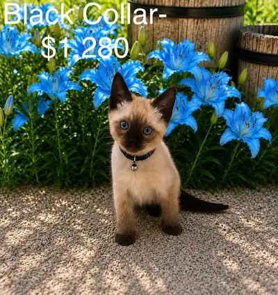 Two Beautiful Purebred Siamese Kittens left, View more