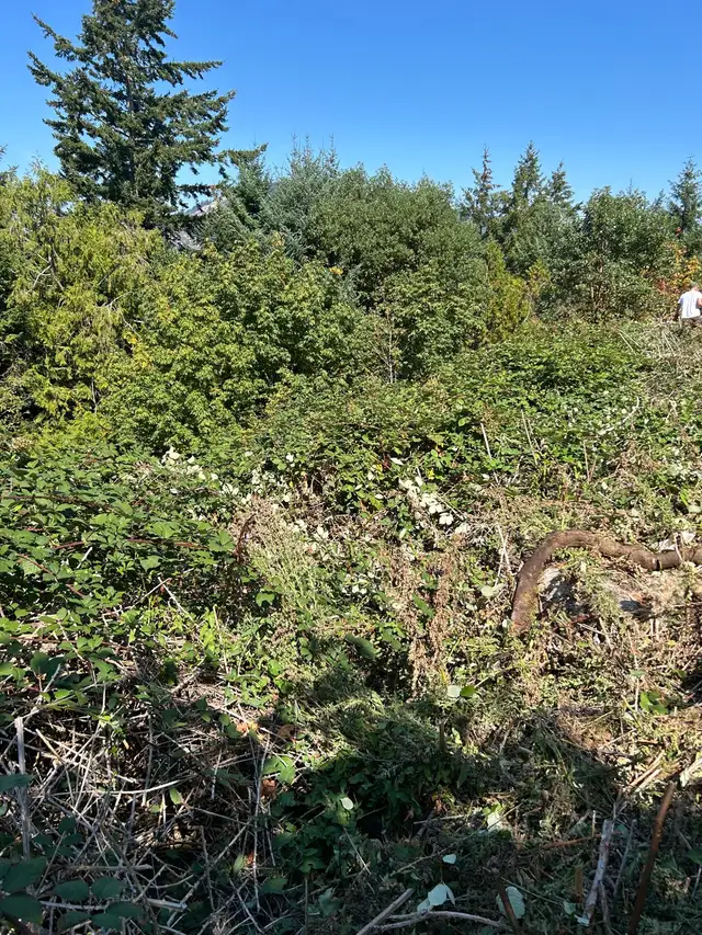 Blackberry Removal 