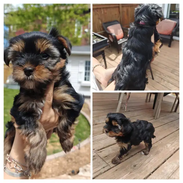 PRÊTS À PARTIR/READY TO GO, 3 Yorkshires pure race/purebred in Dogs & Puppies for Rehoming in Gatineau - Image 4