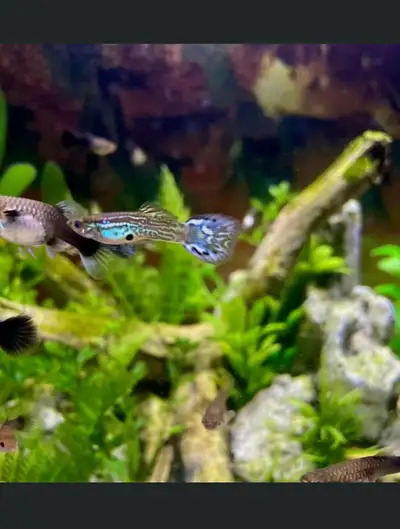 I am rehoming beautiful cobra guppies. Just starting to colour up. They are healthy and active, with...