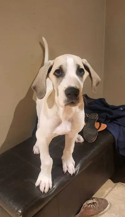 Great Dane Puppies for sale, View more
