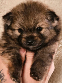Available Soon: Pomeranian Puppies