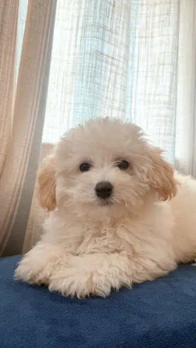 BICHON POODLE PUPPY, View more