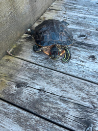 Red-eared Slider Turtle (FREE)