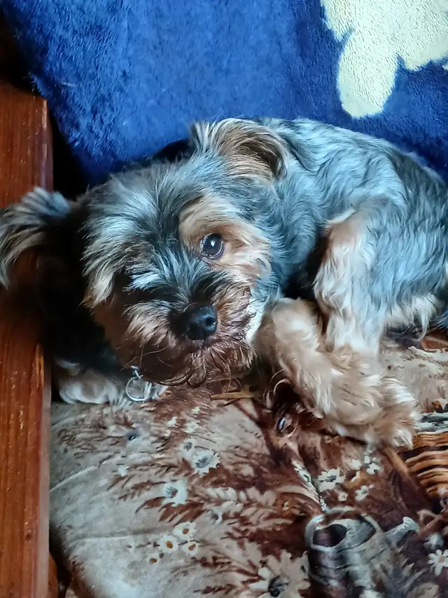 only 4 prebred yorkshire terriers left in Dogs & Puppies for Rehoming in Hamilton - Image 9