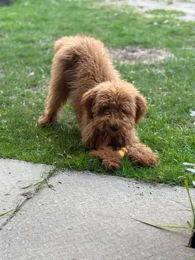 Sweet Miniature Pure Poodle (Apricot), View more