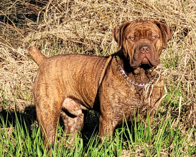 11 Month old Redish Brown Brindle South African Mastiff