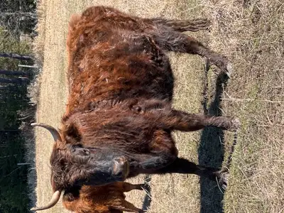 Highland cattle registered 1 with calf $4500 plus one with calf 2 unregistered pure with calf $3500...