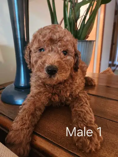 We have 6 beautiful Cockapoo puppies ready to go! A perfect blend of a Moyen Poodle (mom) and a Cock...