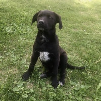 Pointer X Blue Heeler pups for sale!!