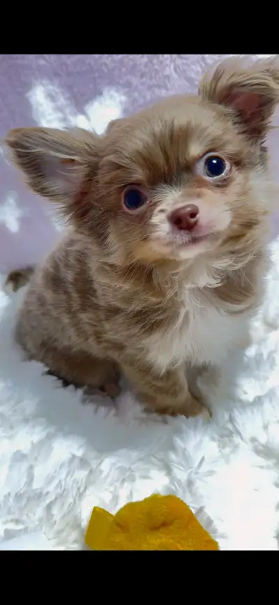 Instagram pg: mjt_dream_chihuahua --- **Charming Chihuahua Puppies Available!** I’m thrilled to intr...
