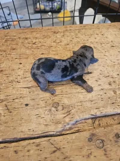 Premium Miniature Dachshund Puppies – Stunning Dapples ($3,000), View more