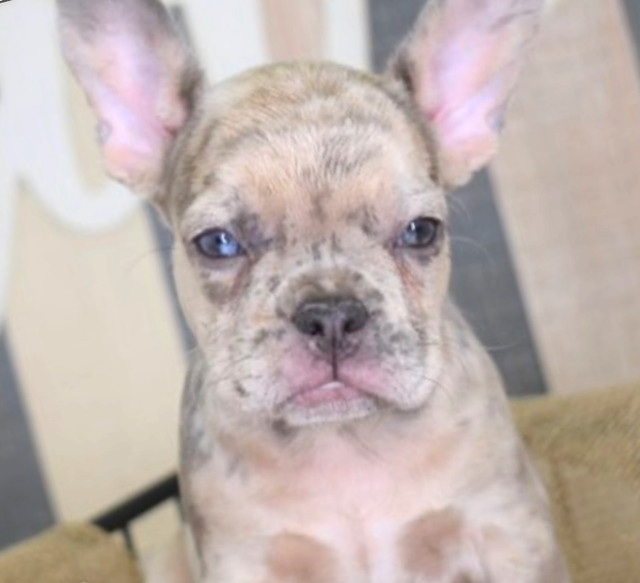 Bulldog Français/ Frenchie/ Femelle dans Chiens et chiots à adopter  à Drummondville - Image 2