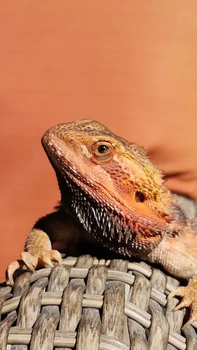 Hello! My name is Jazmine :) I provide small animal caretaking and dog sitting, walking and boarding...