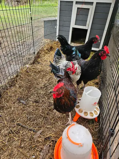 Free roosters. Would be great flock protectors or just free range wanderers. The white splash one is...