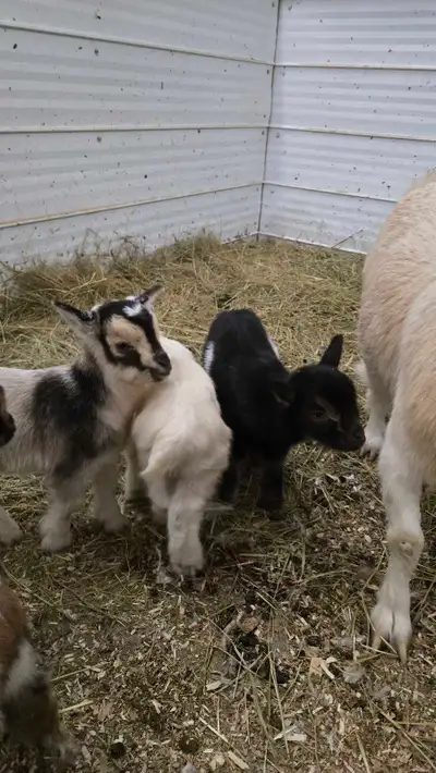 Nigerian dwarf bottle babies, View more