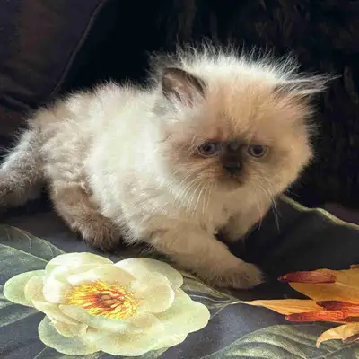 Adorable Chatons himalayen pure race élevé dans un environnement familial, aucune cage. 2 superbes f...