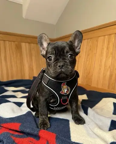 French bulldog puppy , View more