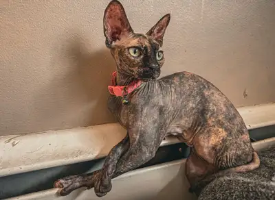 Female Sphynx, View more