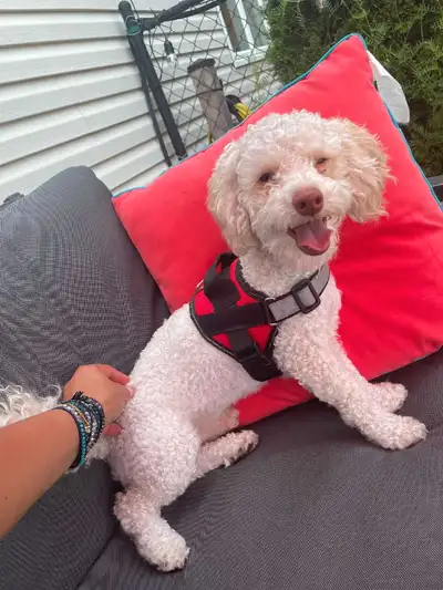  Miniature Maltipoo (Male) – Looking for a Loving Home , View more