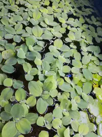 Aquarium and pond AMAZON letuce plants